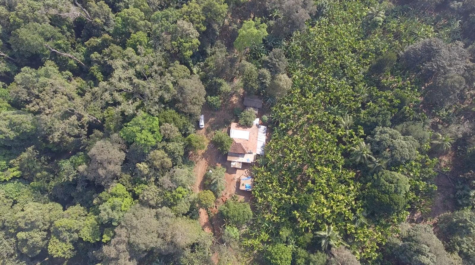 Aerial drone perspective of the Ethno Cultural Camp settlement surrounded by dense Western Ghats forest and areca palm canopy